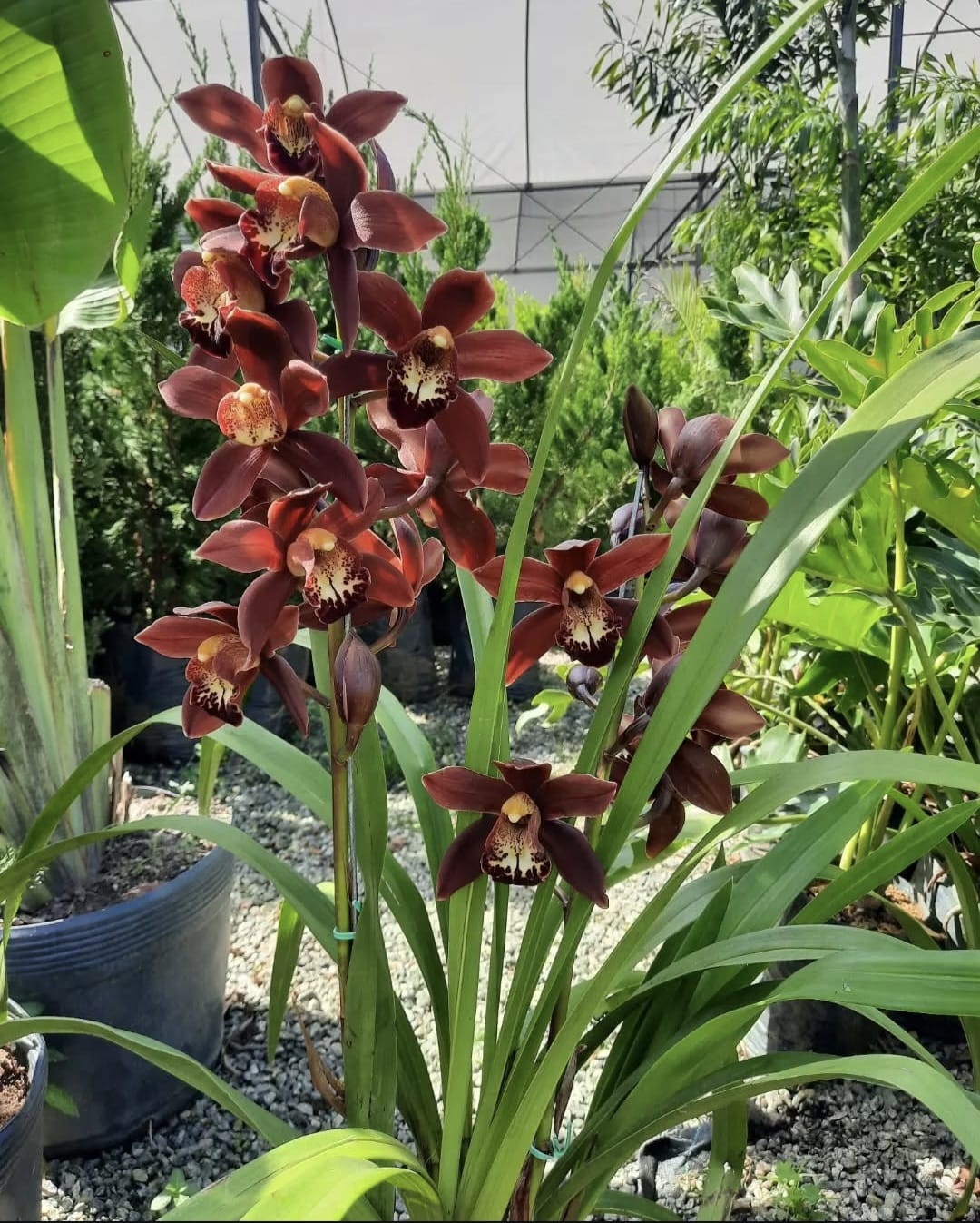 Orquídea Cymbidium marrom